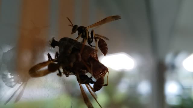 Wasps building a nest on glass.