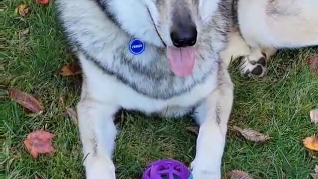 Being a dog and playing ball