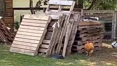 Puppy and Chicken Playtime Filled with Laughter