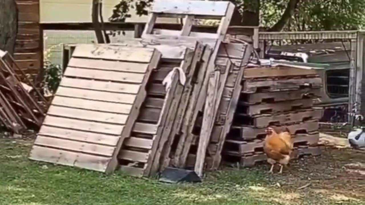 Puppy and Chicken Playtime Filled with Laughter