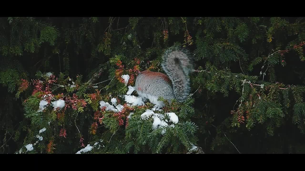 SNOW in CAMBRIDGE _ CINEMATIC Travel Video