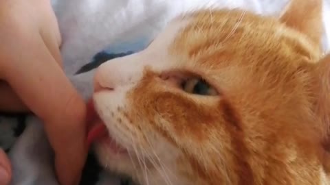Хорошо быть котом