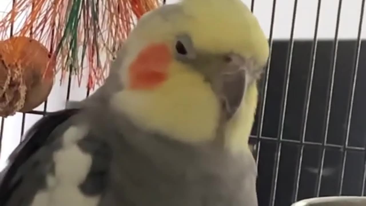 Talking Cockatiel Parrot Says Alexa