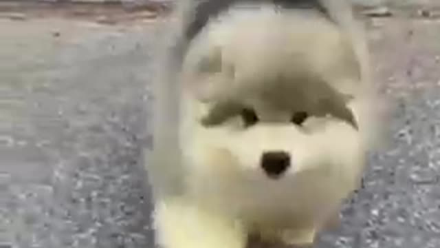 🤣Best cats and dogs funny videos (try not to laugh)🤣😅😂