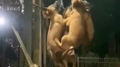 funny animals video