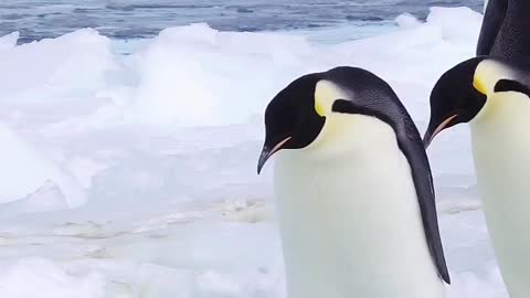 penguin