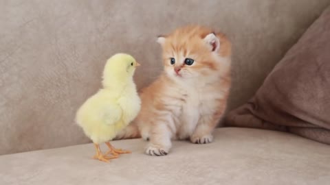 Fluffy orange meets with the yolk 🐥