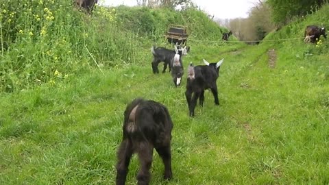 Chevreaux - Race Chèvre des Fossés -