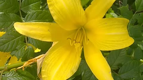 Yellow Daylilys