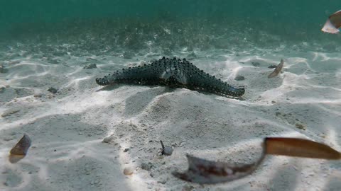 A World of Colors: Experiencing the Vibrant Life of Underwater Wildlife