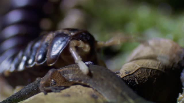 Life - Brazilian Pygmy Gecko