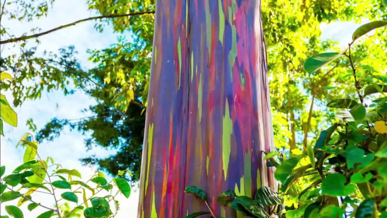 Top 8 Most Unusual Trees in the World || Green