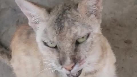 Cats meowing in happy mode