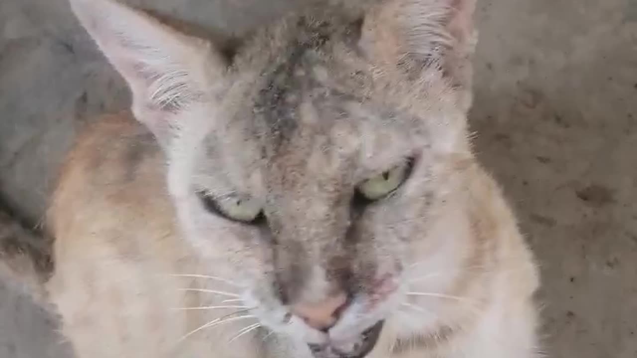 Cats meowing in happy mode