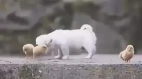 Baby dog funny