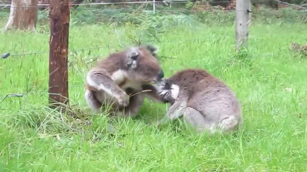 Koala fight