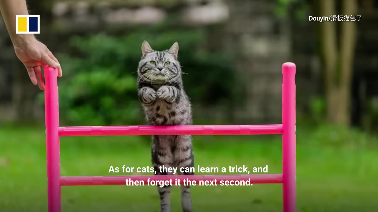 Skateboarding cat in China breaks Guinness world record