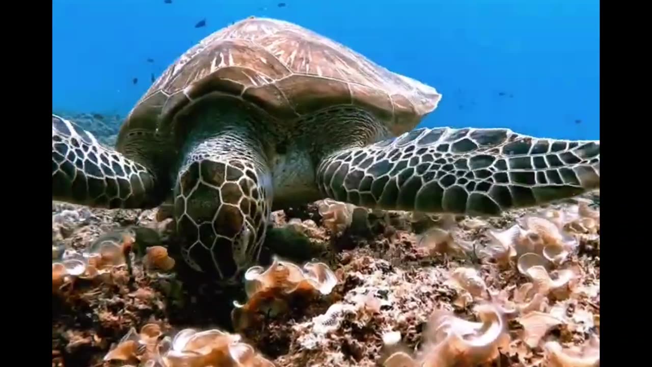 Turtle Grazing