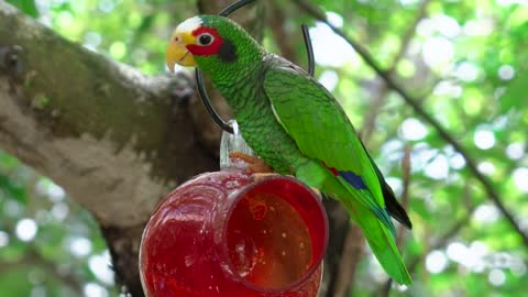 ِA green parrot swinging in a tree