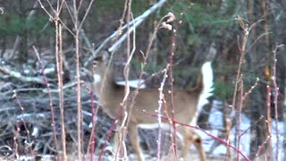 White-tailed deer