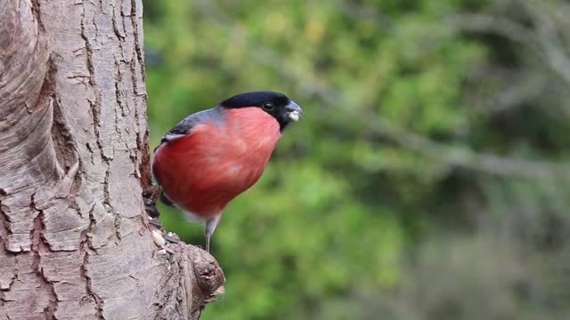 Funny Bullfinch male bird nature with red