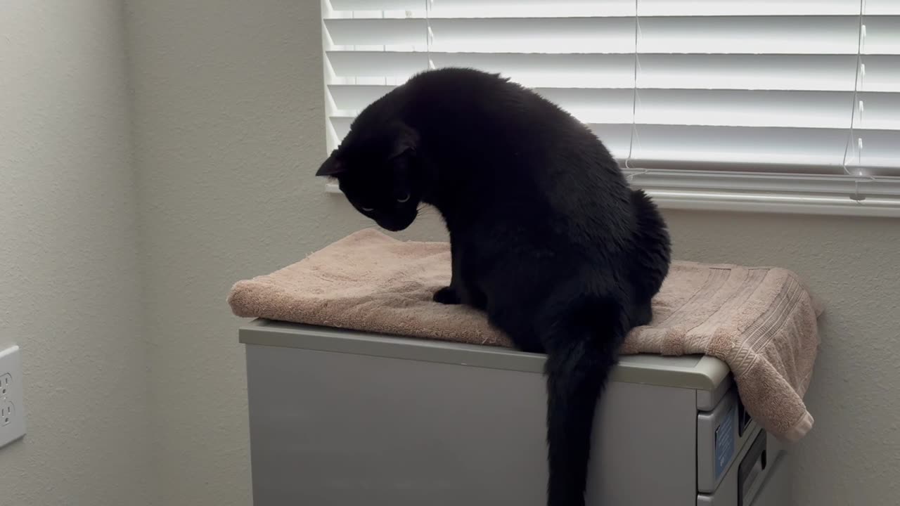 Adopting a Cat from a Shelter Vlog - Cute Precious Piper Carefully Inspects the File Area