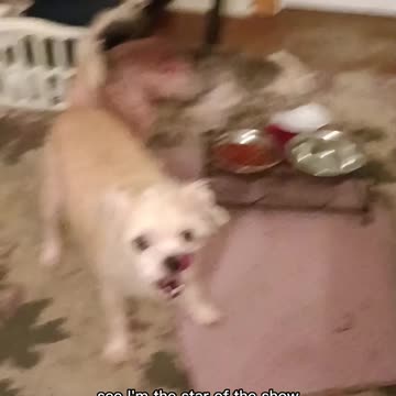 All my dogs together