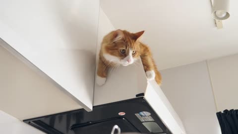 How I Trained My Cats