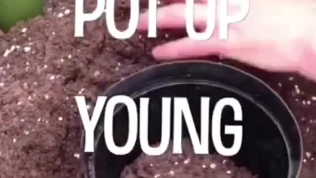 Gardening Tips