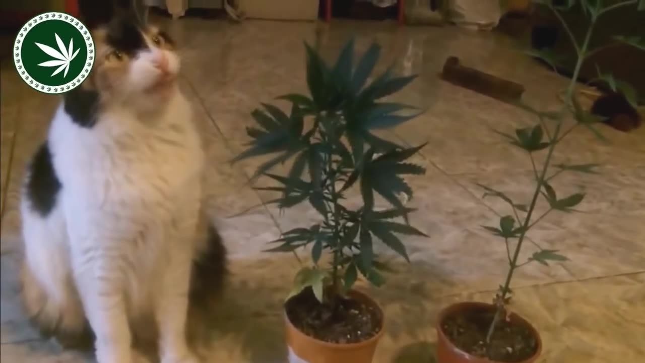 Animals On Weed Crazy