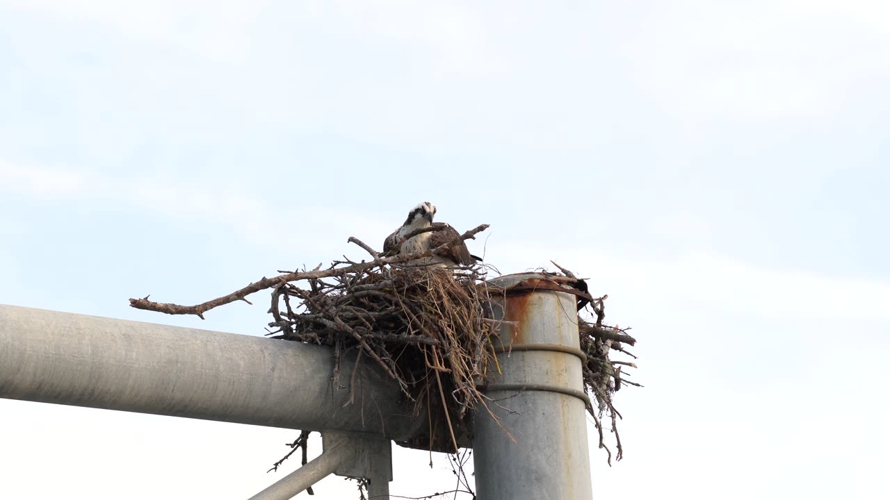 Jill Returning with Nesting Material