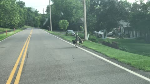 Turkeys Fighting in the Street