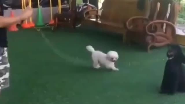 Only seeing puppies makes us content and joyful