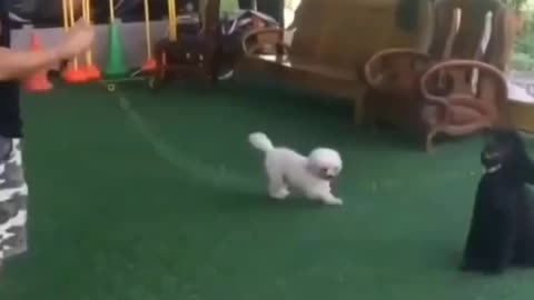 Only seeing puppies makes us content and joyful