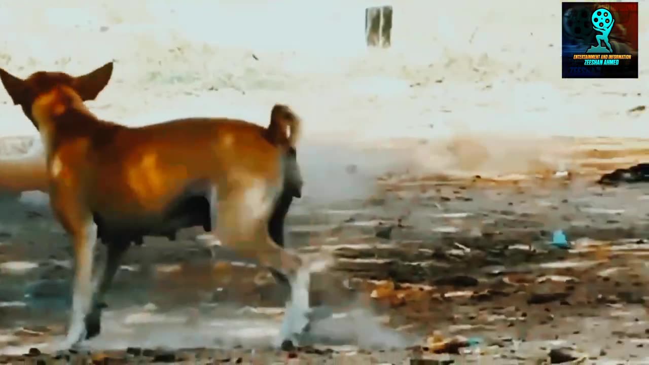 FUNNY PRANKS VIDEOS