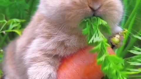 Cute funny bunny