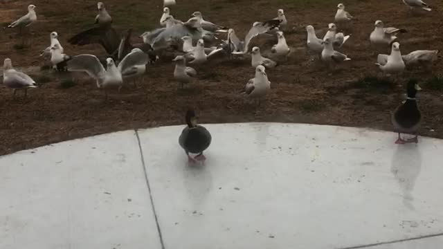 Birds Birds Everywhere !!!!