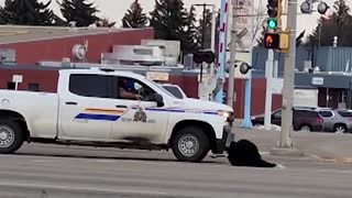 Canada police chase loose ostrich through the streets