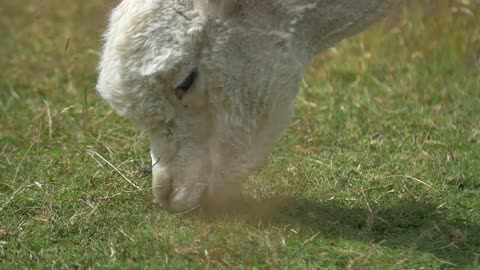 Close Up of Alpaca Grazing