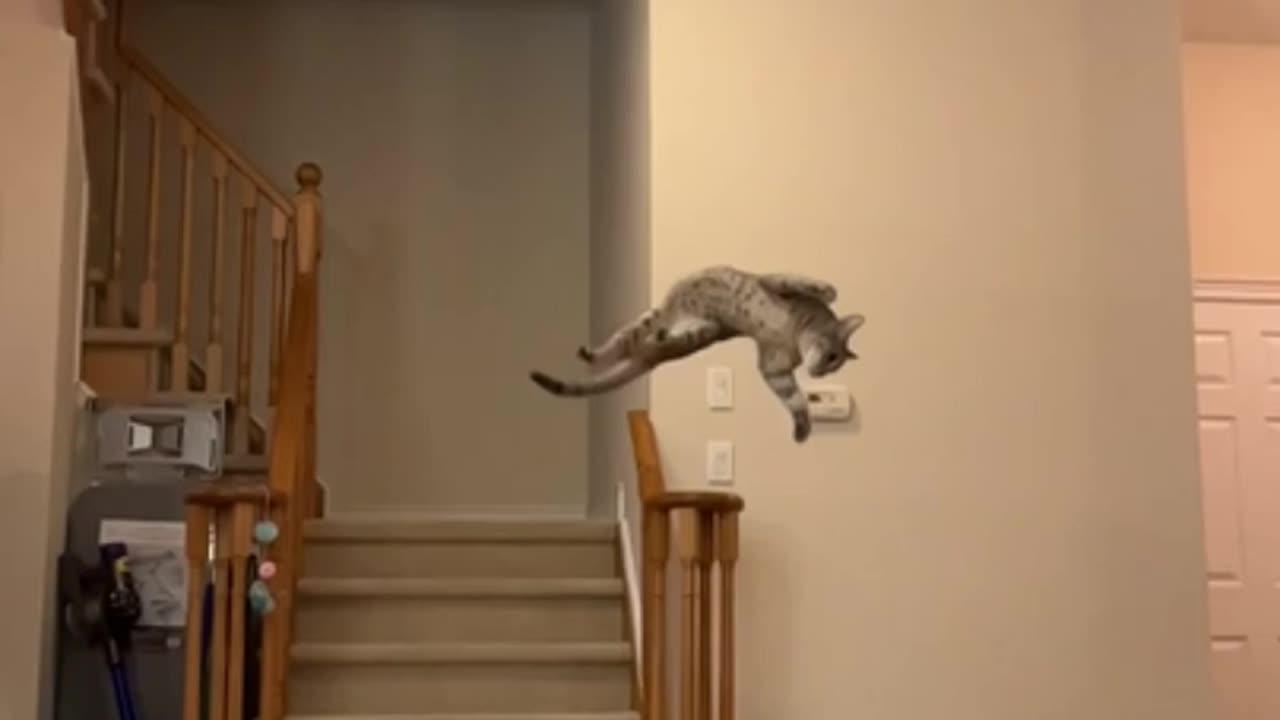 Slowmo of Bengal Cat's Failed Attempt to Catch Stuffed Toy