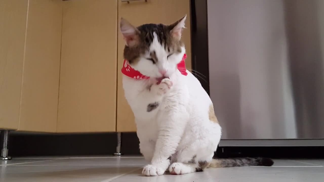 Cute cat washes himself with bandana