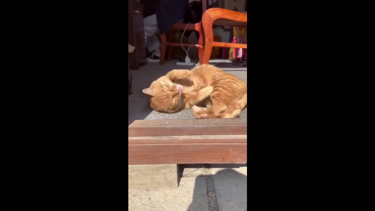 funny animal - hilarious pets that will make you laugh
