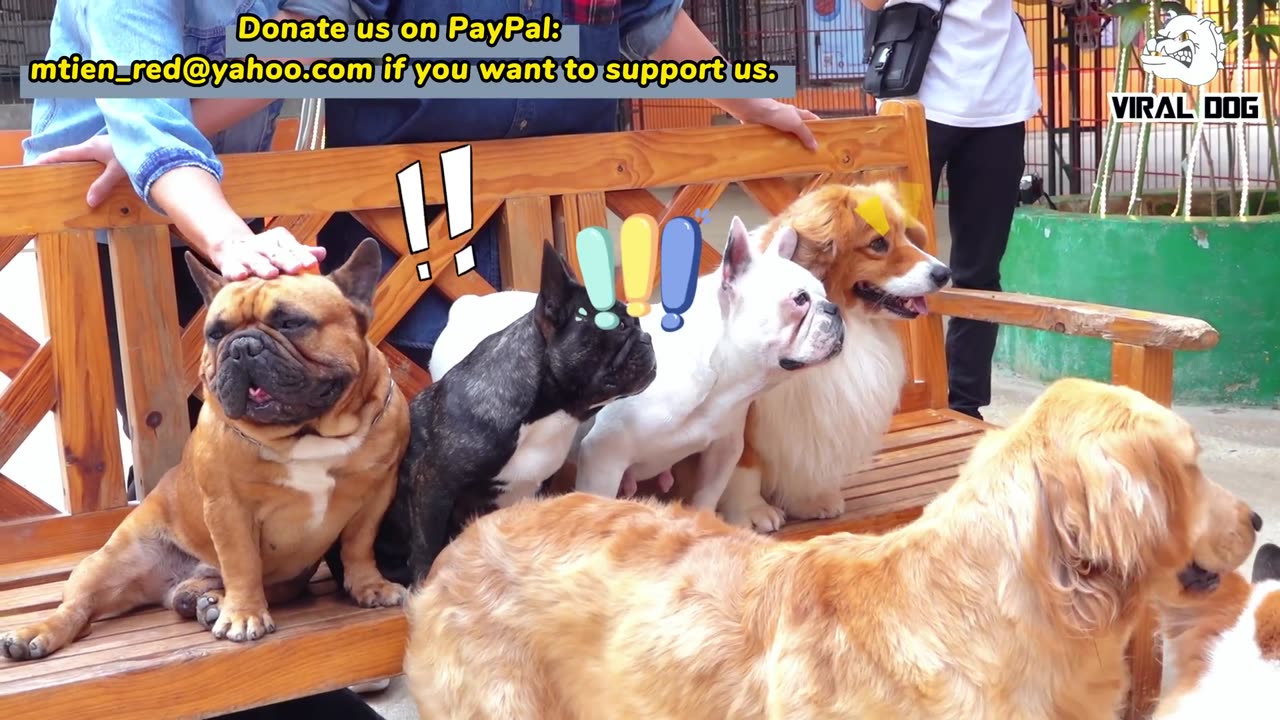 Funny Video of cats and dogs