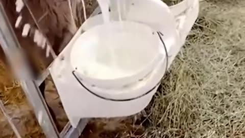 Funny Animals Shorts The Sparying Cow 😂😂😂 #cat #catfail #catfunny #funnyshorts #funnyanimal