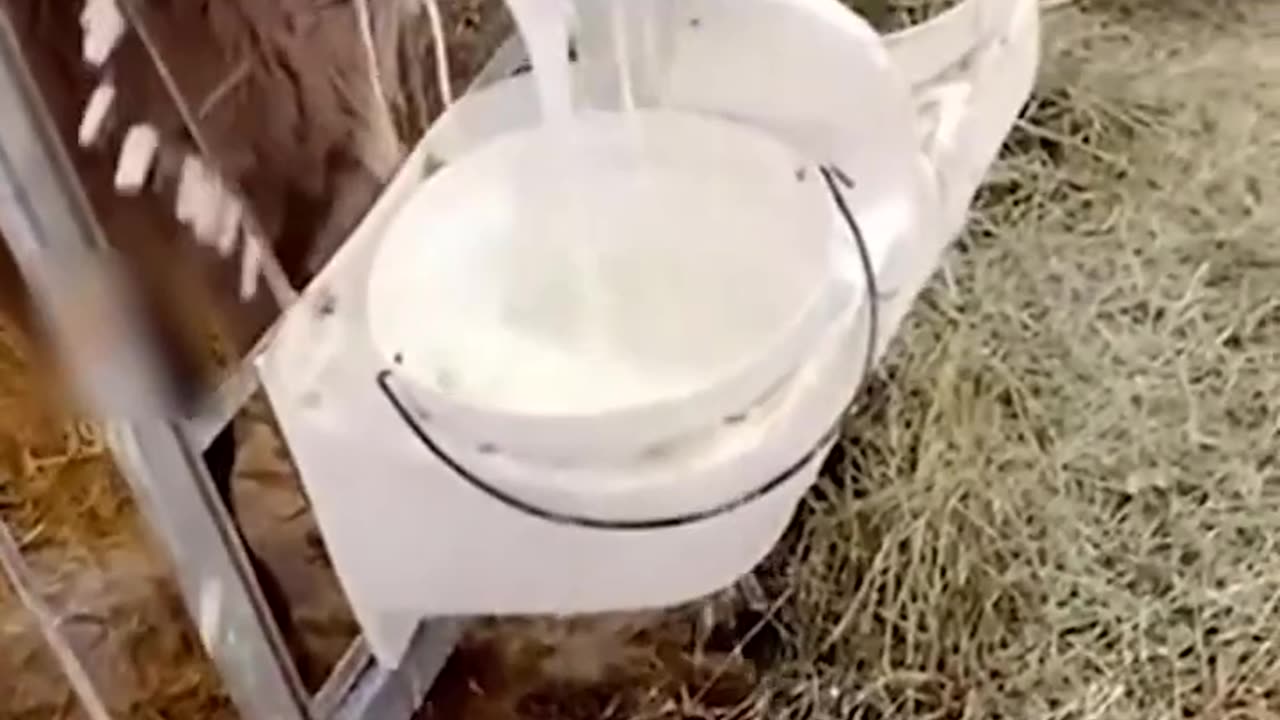Funny Animals Shorts The Sparying Cow 😂😂😂 #cat #catfail #catfunny #funnyshorts #funnyanimal