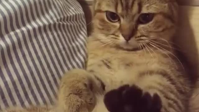 The cat wanted to swim)