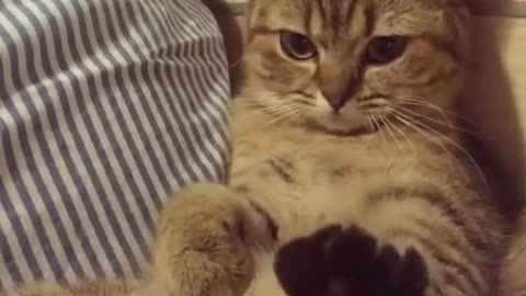 The cat wanted to swim)