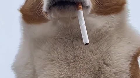 Lovely dog