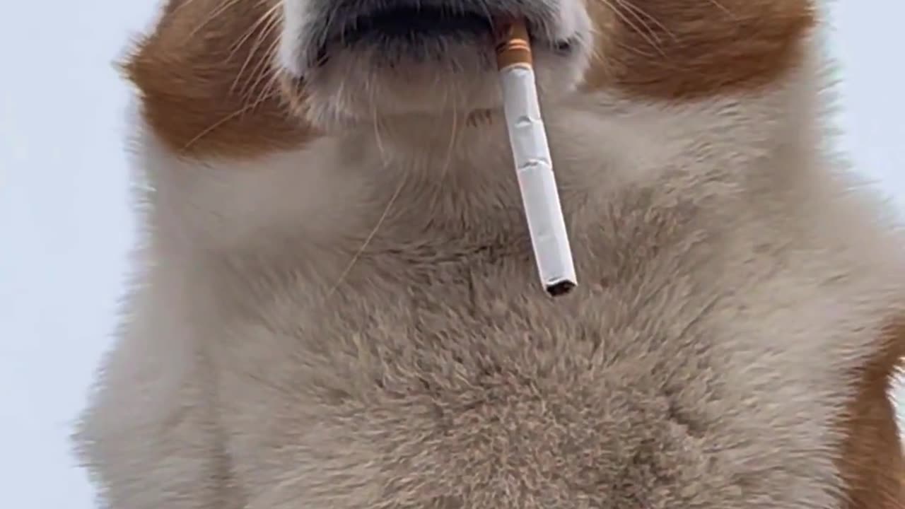Lovely dog