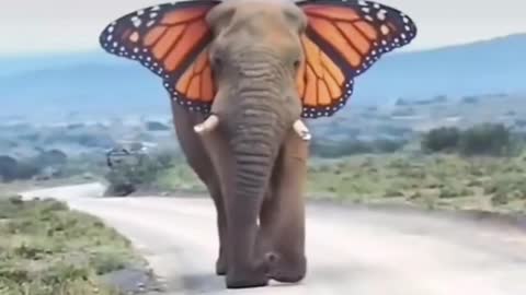 Elephant video